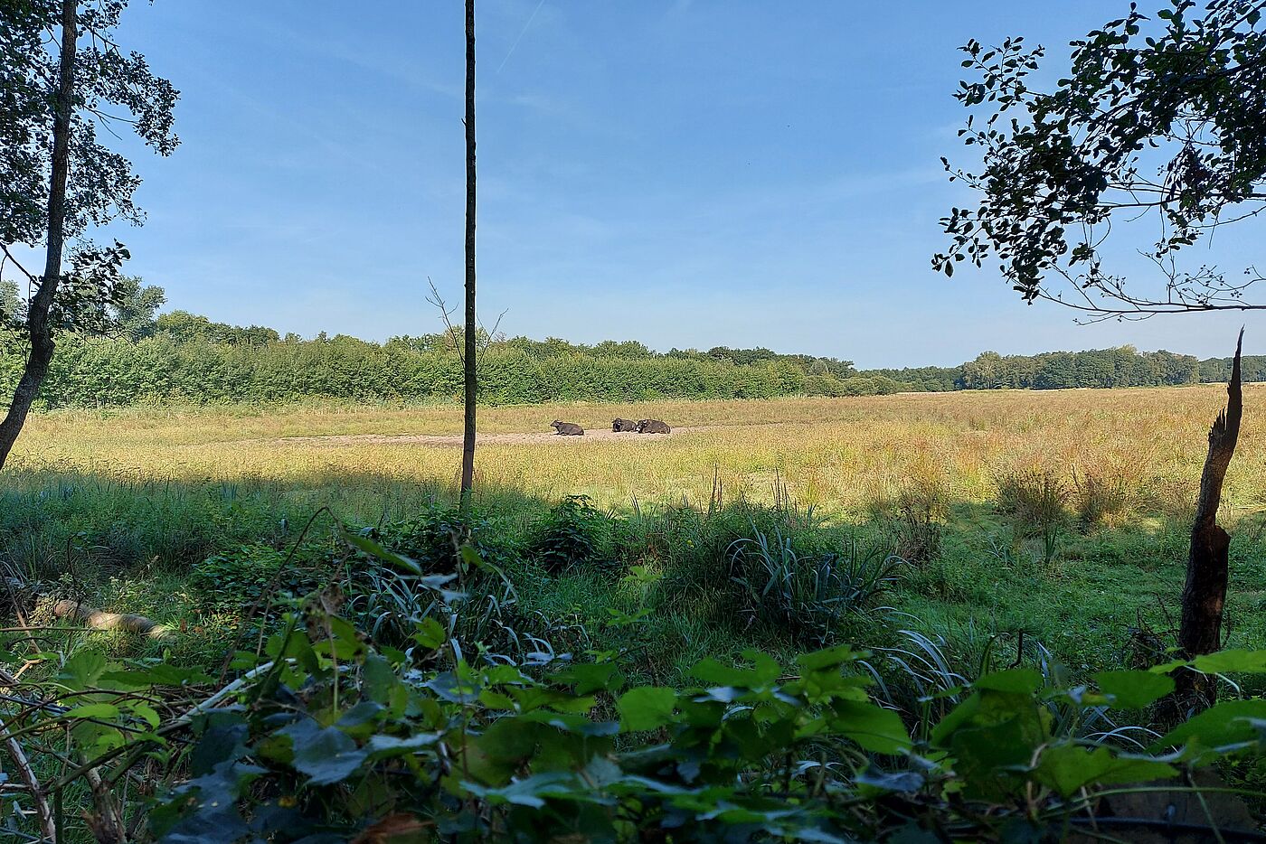 Wasserbüffel im Sandbad