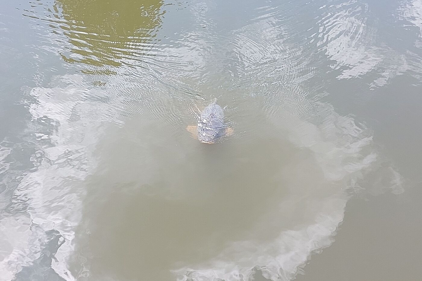 Im Burggraben schwimmen große Karpfen