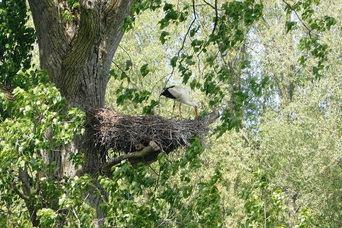 bei den Störchen