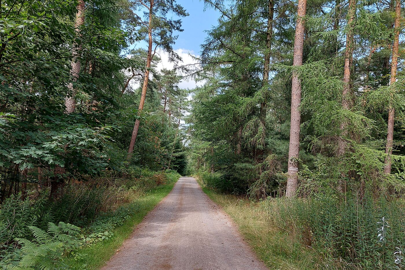 durch die Haard nach Flaesheim
