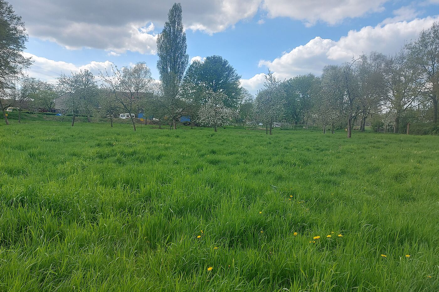 Blick auf die schöne Streuobstwiese, unser Ziel