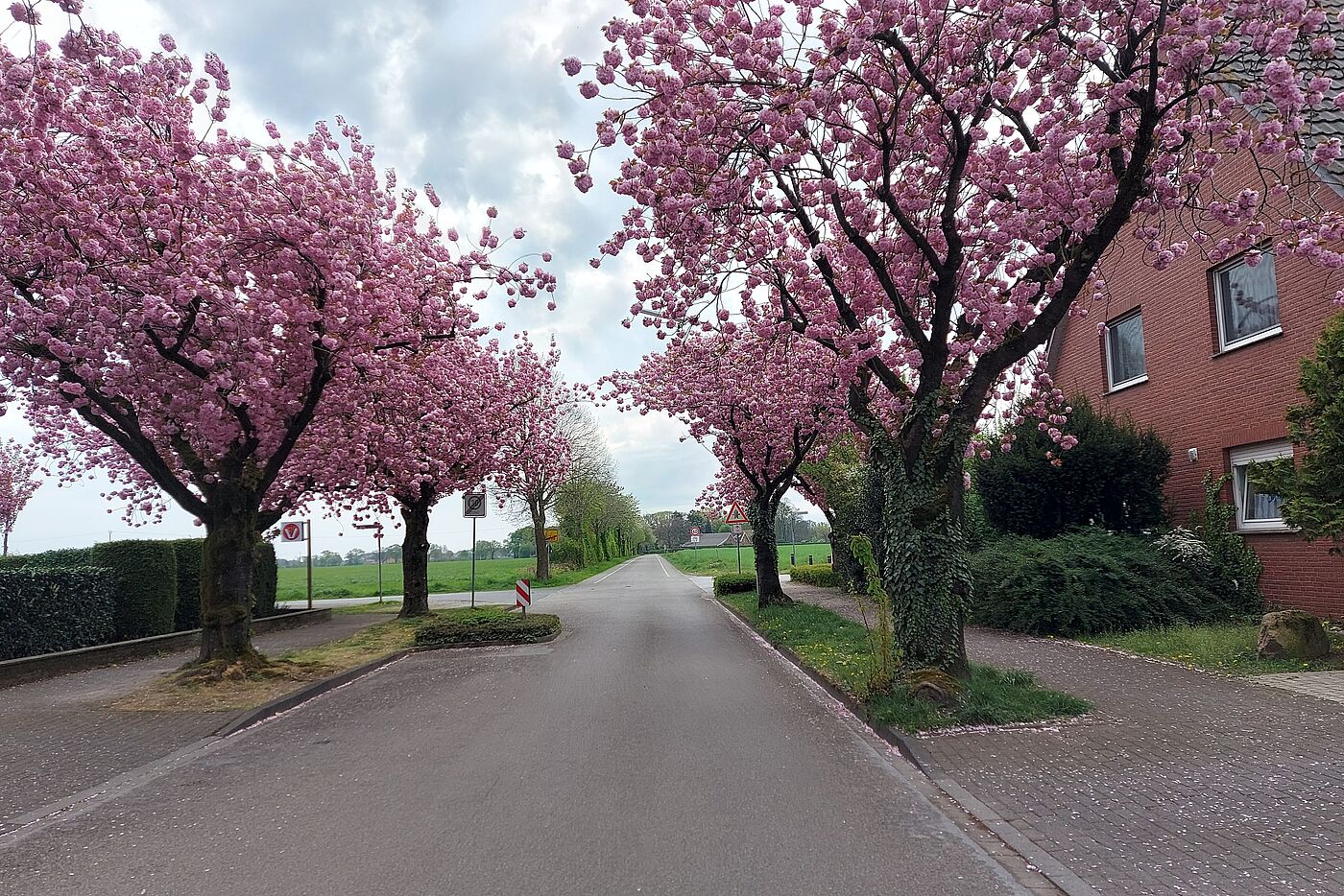 Blühende Kirschbäume am Weg