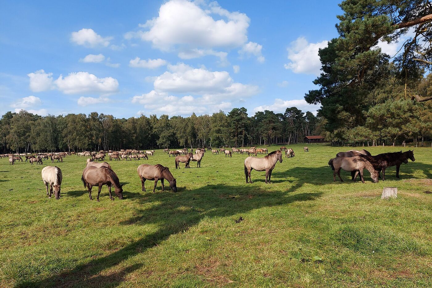 Wildpferde im Merfelder Bruch