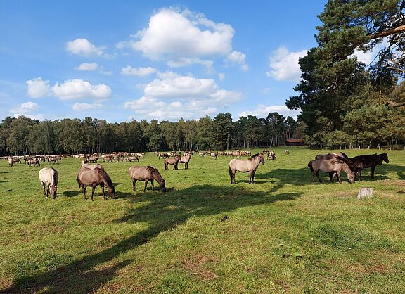 Wildpferde im Merfelder Bruch