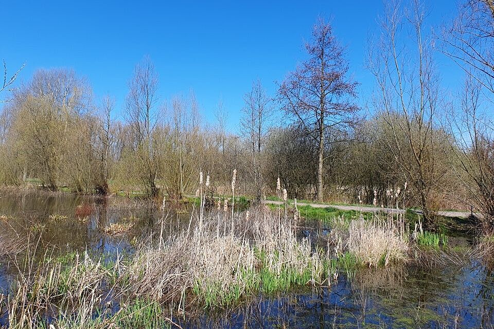 Feuchtgebiet im Emscherbruch 