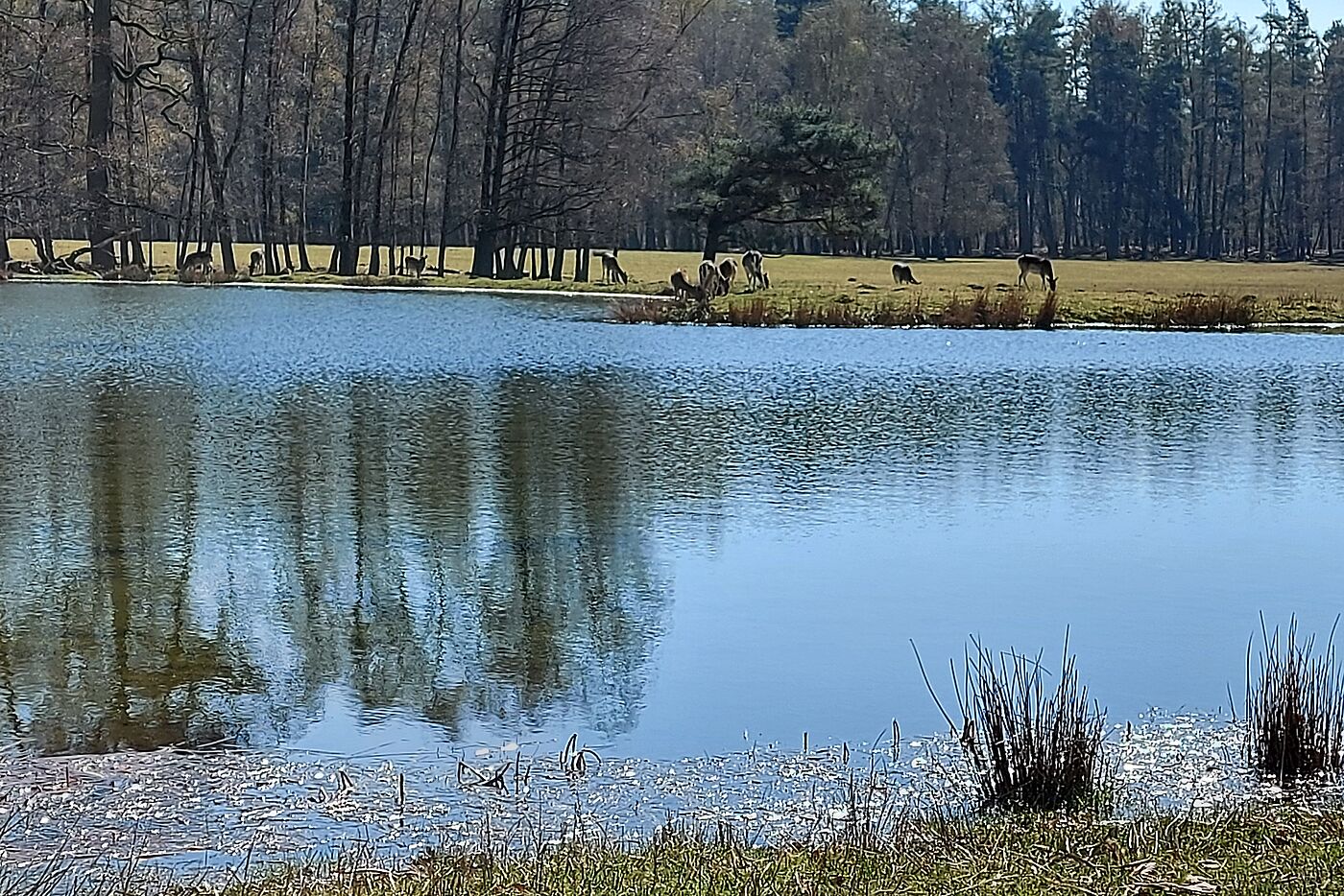 den Tieren scheint es auch zu gefallen.