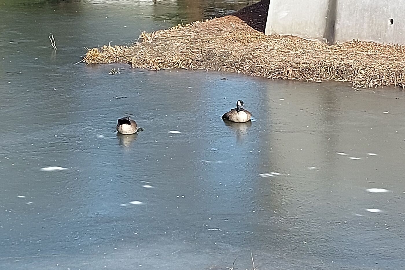 Eis auf der Gräfte mit Gänsen