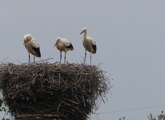 Noch sind sie im Nest