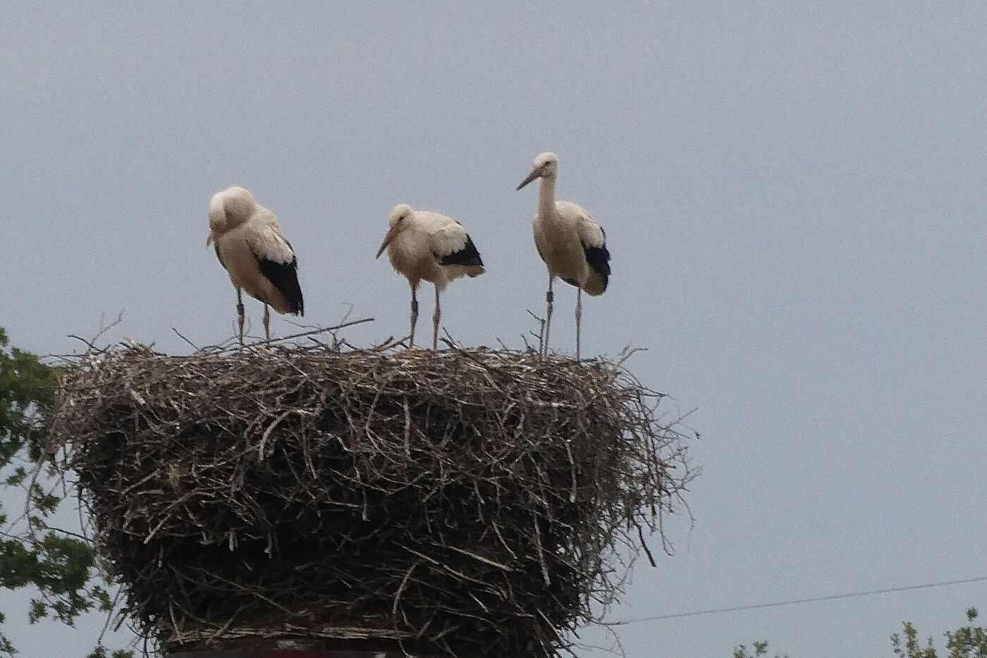 Noch sind sie im Nest