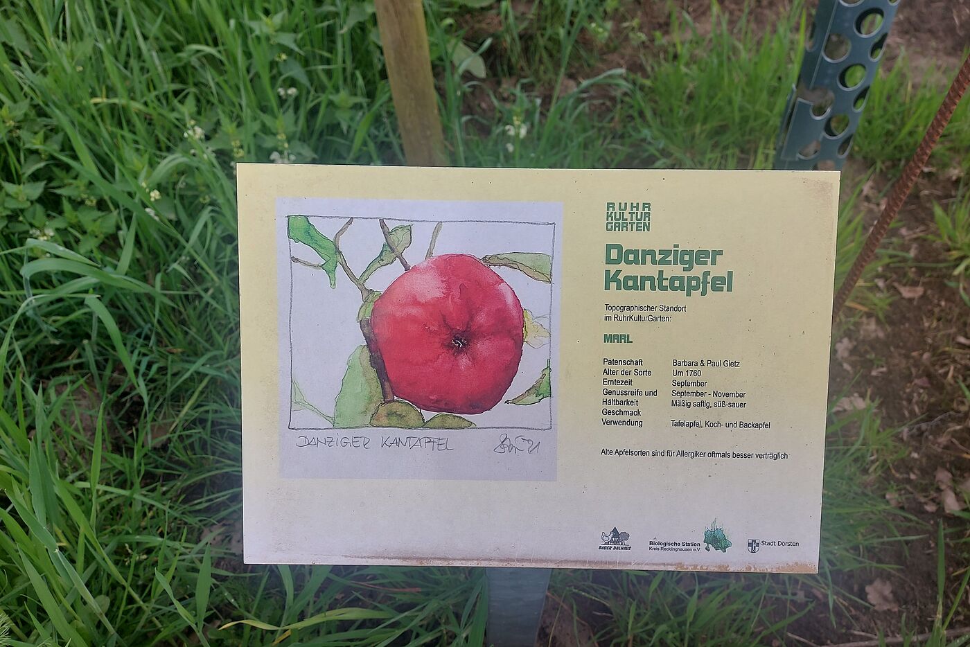 Ein Bild von dem Apfel vom Apfelbaum Marl