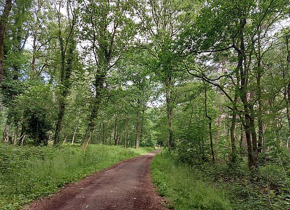 Waldweg