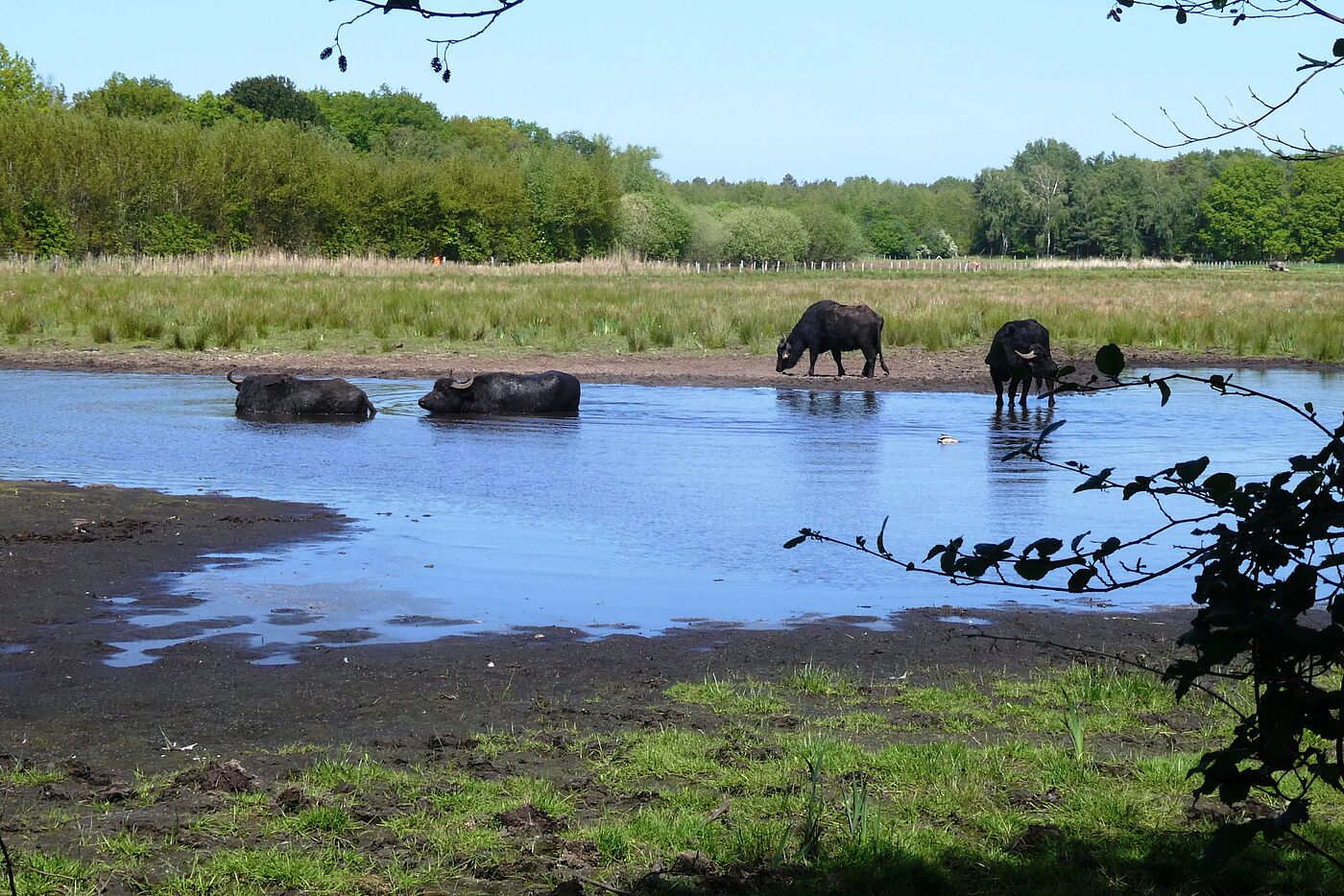 Wasserbüffel beim Vormittagsbad