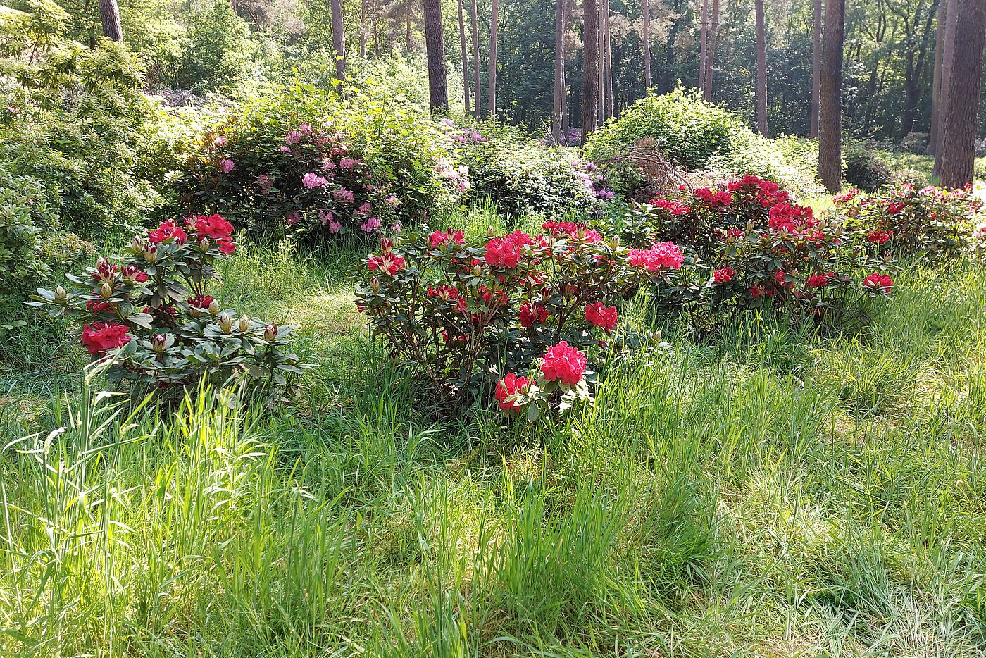 Auch rote Blüten sind noch zu sehen