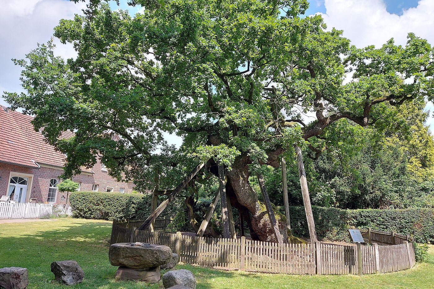 Die Femeiche in Erle