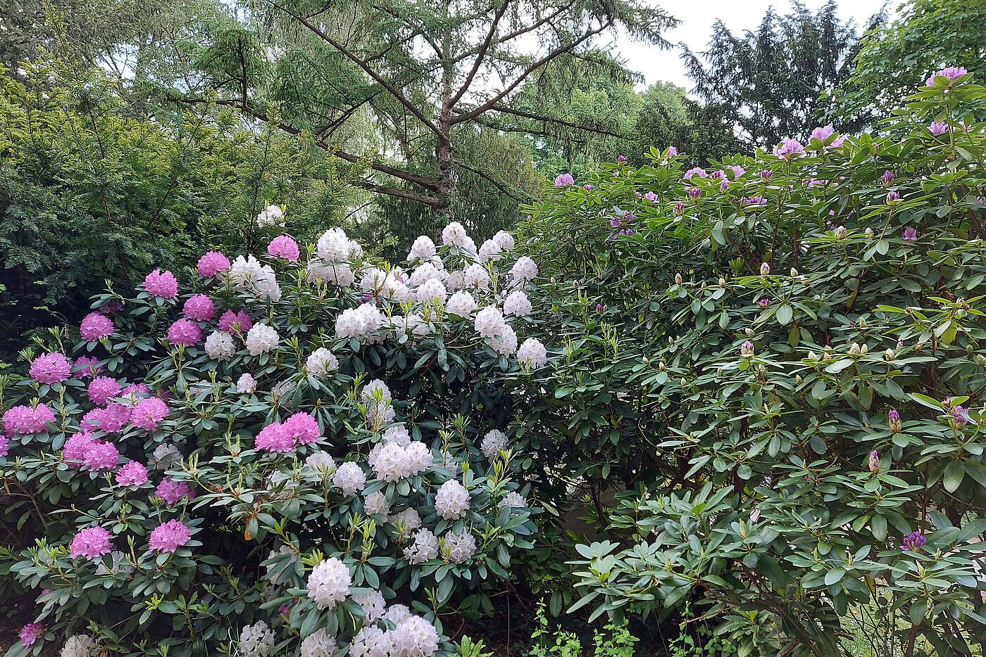 vorbei am Rhododendronwald
