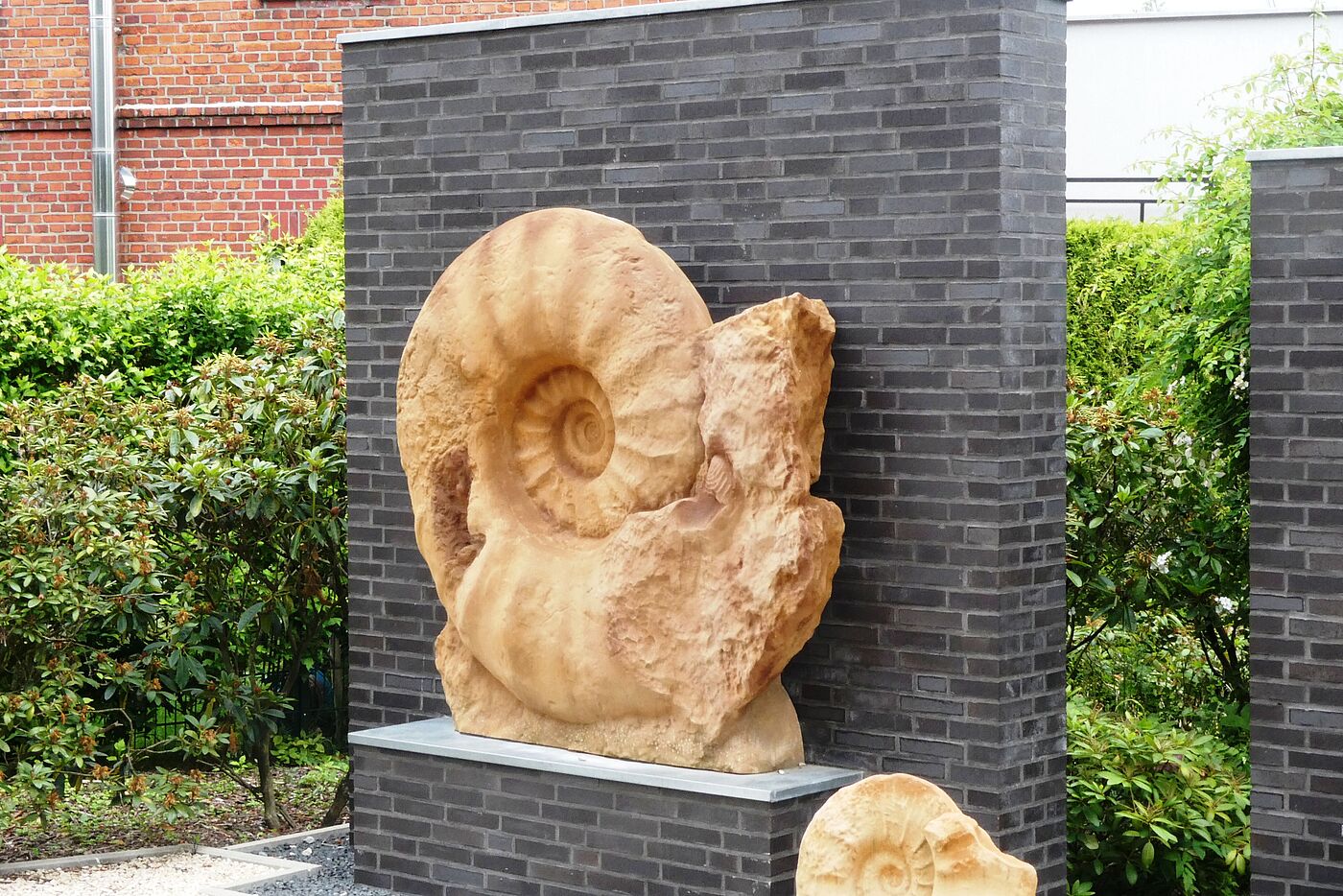 Kopie des Ammoniten